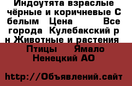 Индоутята взраслые чёрные и коричневые С белым › Цена ­ 450 - Все города, Кулебакский р-н Животные и растения » Птицы   . Ямало-Ненецкий АО